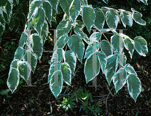 Picture of Aralia elata 'Silver Umbrella'