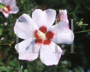 Picture of Hibiscus syriacus 'Mathilde(Blush Satin)'