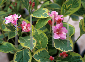 Picture of Weigela var. kosteriana 