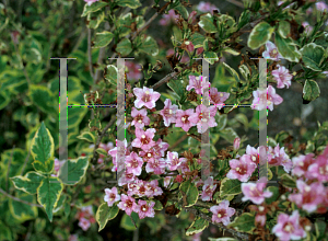 Picture of Weigela var. kosteriana 'Variegata'