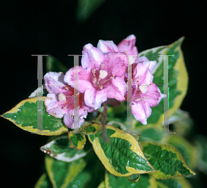 Picture of Weigela var. kosteriana 'Variegata'