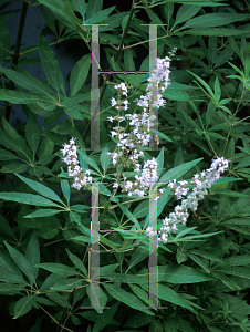 Picture of Vitex agnus-castus 'Silver Spire'