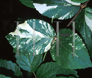 Picture of Viburnum carlesii 'Variegata'