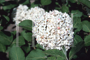 Picture of Viburnum x carlcephalum 