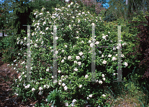 Picture of Viburnum x 'Chesapeake'