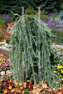 Picture of Larix decidua 'Pendula'