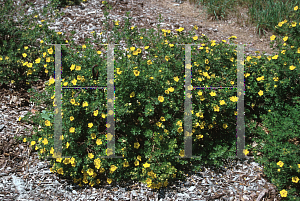 Picture of Potentilla fruticosa 'Goldfinger'