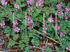 Picture of Indigofera pseudotinctoria 'Rose Carpet'