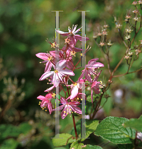 Picture of Deutzia x elegantissima 'Fasciculata'