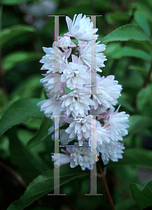 Picture of Deutzia scabra 'Godsall Pink'