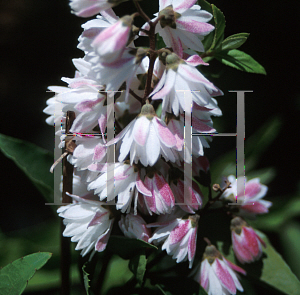 Picture of Deutzia scabra 'Godsall Pink'