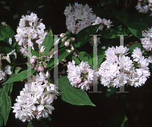 Picture of Deutzia glauca 'Dette'