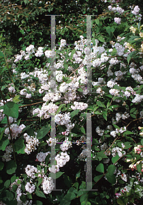 Picture of Deutzia glauca 'Dette'