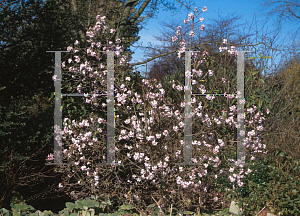 Picture of Daphne bholua 'Jacqueline Postill'