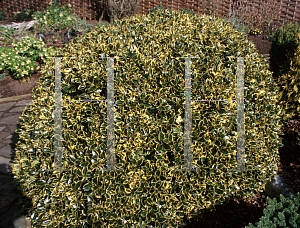 Picture of Ilex aquifolium 'Waterer's Gold'