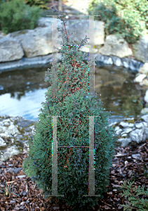 Picture of Chamaecyparis thyoides 'Conica'