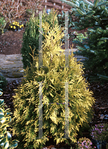 Picture of Thuja occidentalis 'Sunkist'