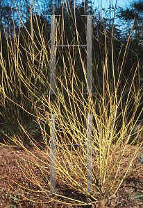 Picture of Salix x rubens 'Basfordiana'