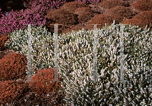 Picture of Erica x darleyensis 'Silberschmelze'