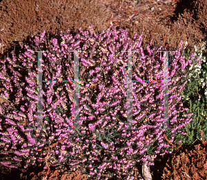 Picture of Erica x darleyensis 'Kramers Rote'