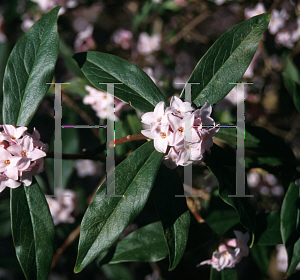 Picture of Daphne bholua 'Jacqueline Postill'