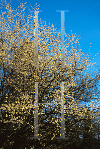 Picture of Cornus officinalis 