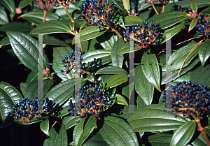 Picture of Viburnum davidii 