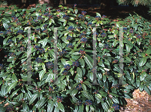 Picture of Viburnum davidii 