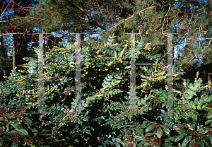 Picture of Mahonia japonica 