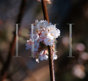 Picture of Viburnum x bodnantense 'Deben'