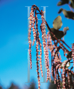 Picture of Garrya x issaquahensis 'Glasnevin Wine'