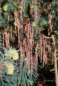 Picture of Garrya x issaquahensis 'Glasnevin Wine'