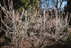 Picture of Abeliophyllum distichum 