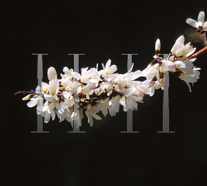 Picture of Abeliophyllum distichum '~Species'