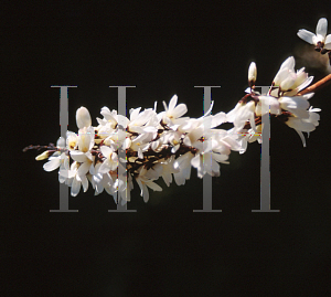 Picture of Abeliophyllum distichum 