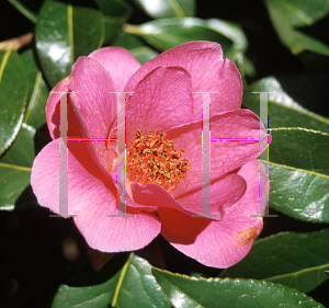 Picture of Camellia x williamsii 'St. Ewe'