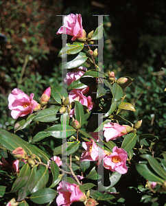 Picture of Camellia x williamsii 'Bow Bells'