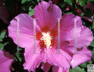 Picture of Hibiscus syriacus 'Floru(Violet Satin)'