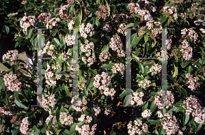 Picture of Viburnum tinus 'Eve Price'