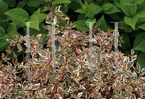 Picture of Abelia zanderi 'Conti (Confetti)'