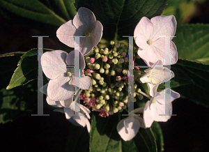 Picture of Hydrangea macrophylla 'Gold Strike'