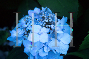 Picture of Hydrangea macrophylla 'Blue Peckle'