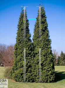 Picture of Thuja plicata 'Grovepli (Spring Grove)'