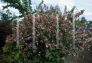 Picture of Weigela florida 'Courtalor(Carnaval)'