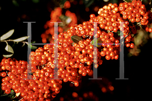 Picture of Pyracantha x 'Teton'