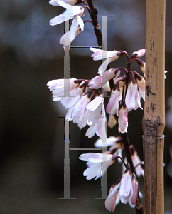 Picture of Abeliophyllum distichum 'Roseum'