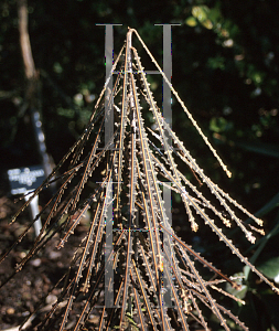 Picture of Pseudopanax ferox 