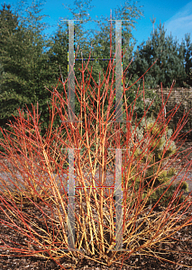 Picture of Cornus sanguinea 'Midwinter Fire'