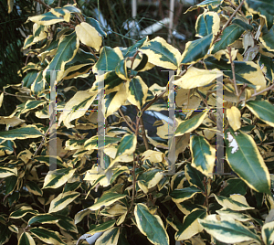 Picture of Elaeagnus pungens 'Dicksonii'