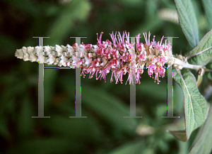 Picture of Buddleia x 'Guizho'